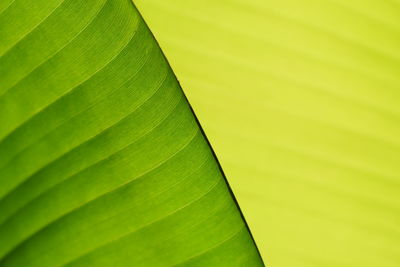 Close-up of green leaves on plant