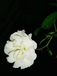 Close-up of white rose against black background