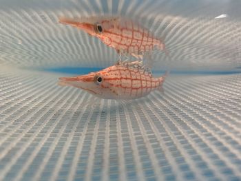 Marine hawkfish with reflection 