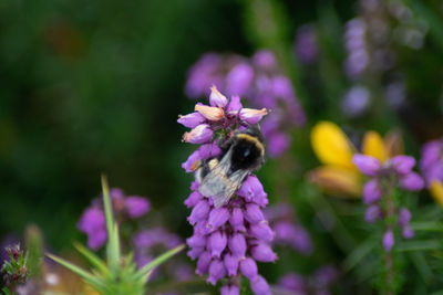 Close-up of bee pollinating on purple flower