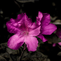 Close-up of pink flower