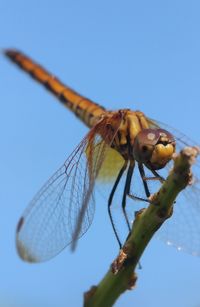 Close-up of dragonfly on plant against sky