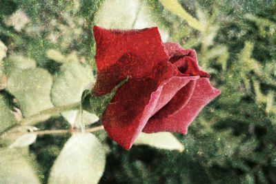 Close-up of red rose