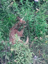 Plants growing on grassy field