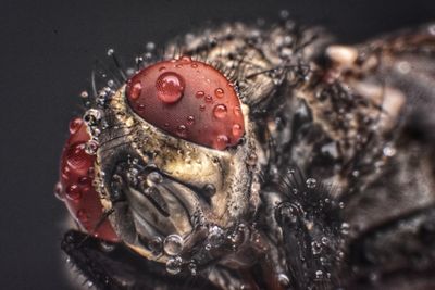 Close-up of insect on fruit