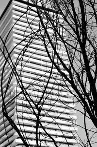 Low angle view of bare trees against sky