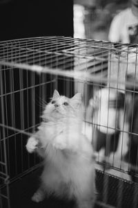 Close-up of cat in cage