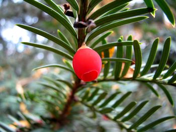 Close-up of fruits hanging on tree