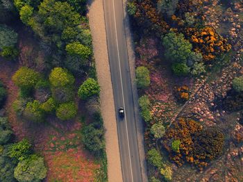 High angle view of road amidst trees in forest