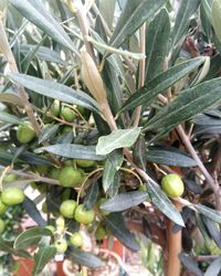 High angle view of plants growing on tree