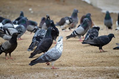 Flock of pigeons