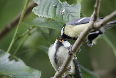 Close-up of bird perching on tree