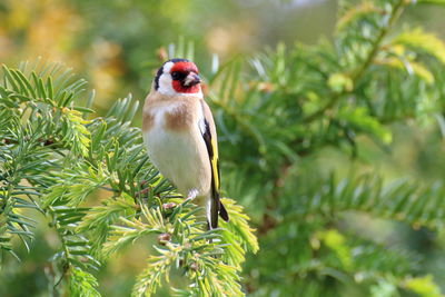 Bird perching on branch