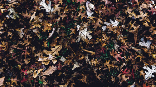 Full frame shot of dry leaves on field