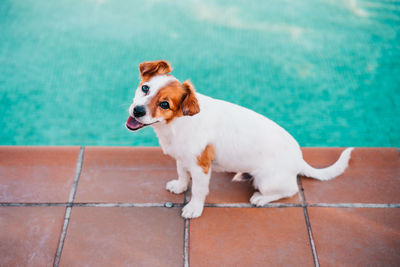 Portrait of cute jack russell dog smiling outdoors sitting by the pool, summer time