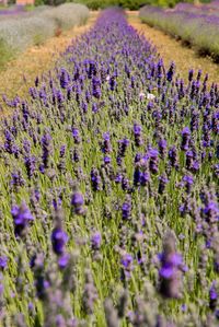 Close-up of fresh purple flowers in field