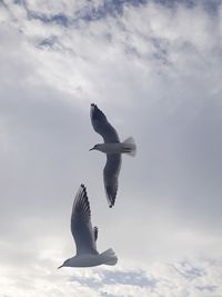 Low angle view of seagull flying against sky