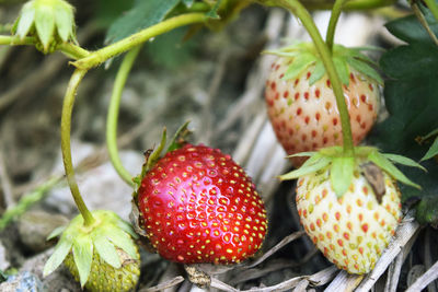 Close-up of strawberries growing on field