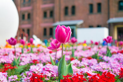 Close-up of pink tulips blooming