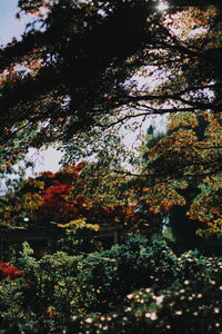 Low angle view of flowering plants by trees
