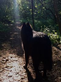 Dog walking in forest