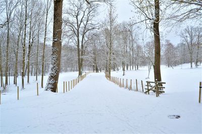 Snow covered land amidst trees on field