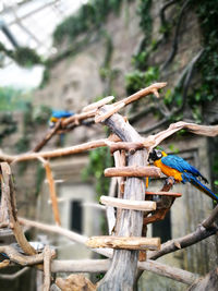 Close-up of bird perching on tree