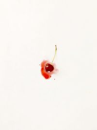 High angle view of red berries over white background