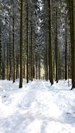 Snow covered trees in forest