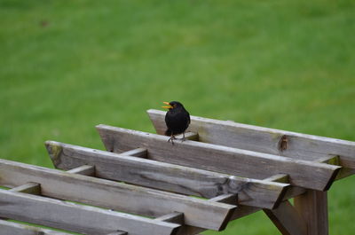 Close-up of bird perching on wood