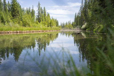 Reflection of trees in lake against sky