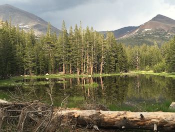 Scenic view of lake by trees in forest against sky