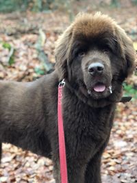 Close-up portrait of dog on field