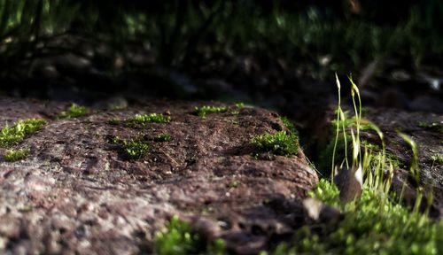 Close-up of moss growing on tree trunk