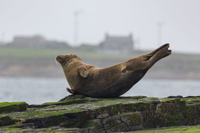 Side view of a seal on rock against sea