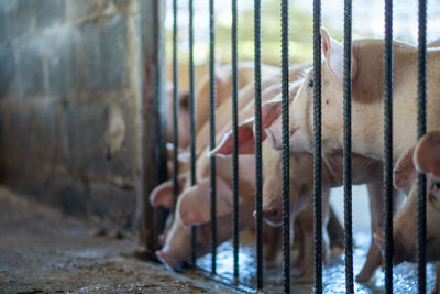 View of a cat in cage at zoo