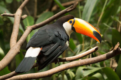 Close-up of bird perching on branch