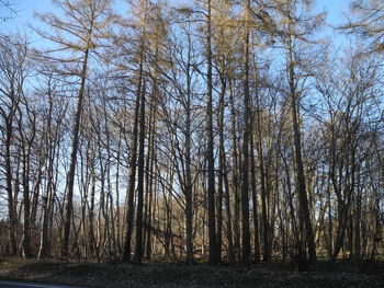 Bare trees in forest