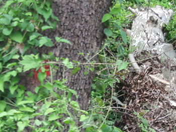 Close-up of plants growing on tree trunk