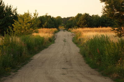 Dirt road along trees and plants