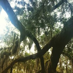 Low angle view of trees in the forest