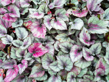 High angle view of pink flowering plants