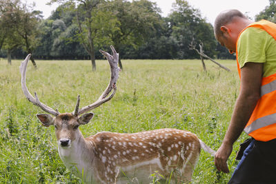 Deer standing in a field