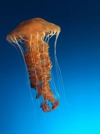 Close-up of jellyfish against blue background