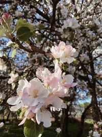 Low angle view of cherry blossoms in spring