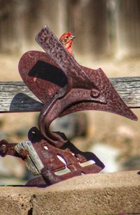 Close-up of a bird sculpture