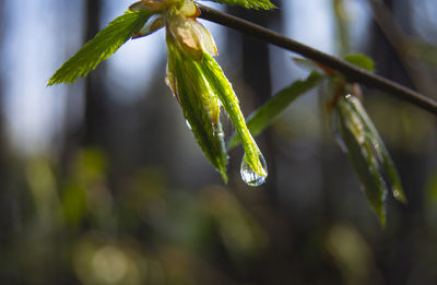 Close-up of wet plant leaves