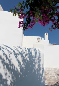 White flowering plants against wall