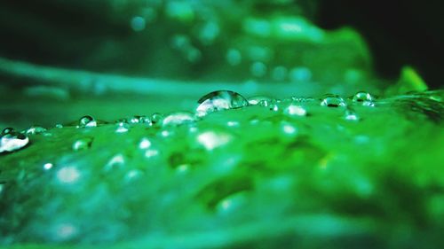 Close-up of water drops on leaf