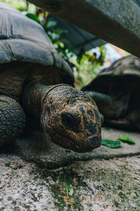 Close-up of turtle on rock